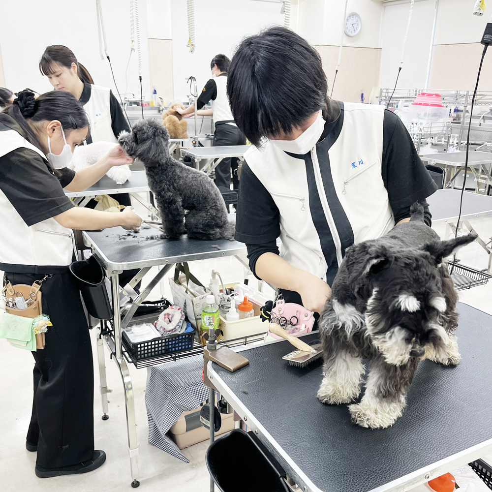 １年生の生徒が２年生のトリミングを見学♪